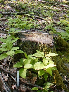 Oak Regeneration