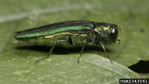 Emerald Ash Borer (EAB)