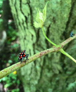 Spotted Lantern Fly (photo: Brad Wentworth)