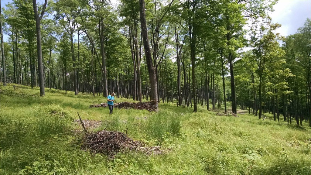 FORECON forester Dan Ludwig evaluates black cherry regeneration for leaf spot in a phenomenal pure black cherry shelterwood stand on a Forest Investment Associates property [...]
</p srcset=